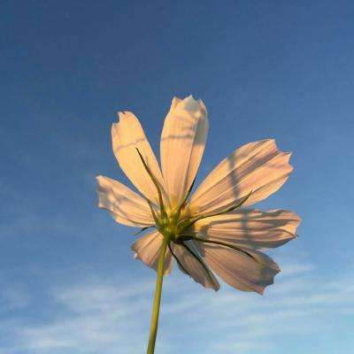 澳门·威斯尼斯wns888入口下载手机版